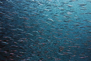 what is marine life?